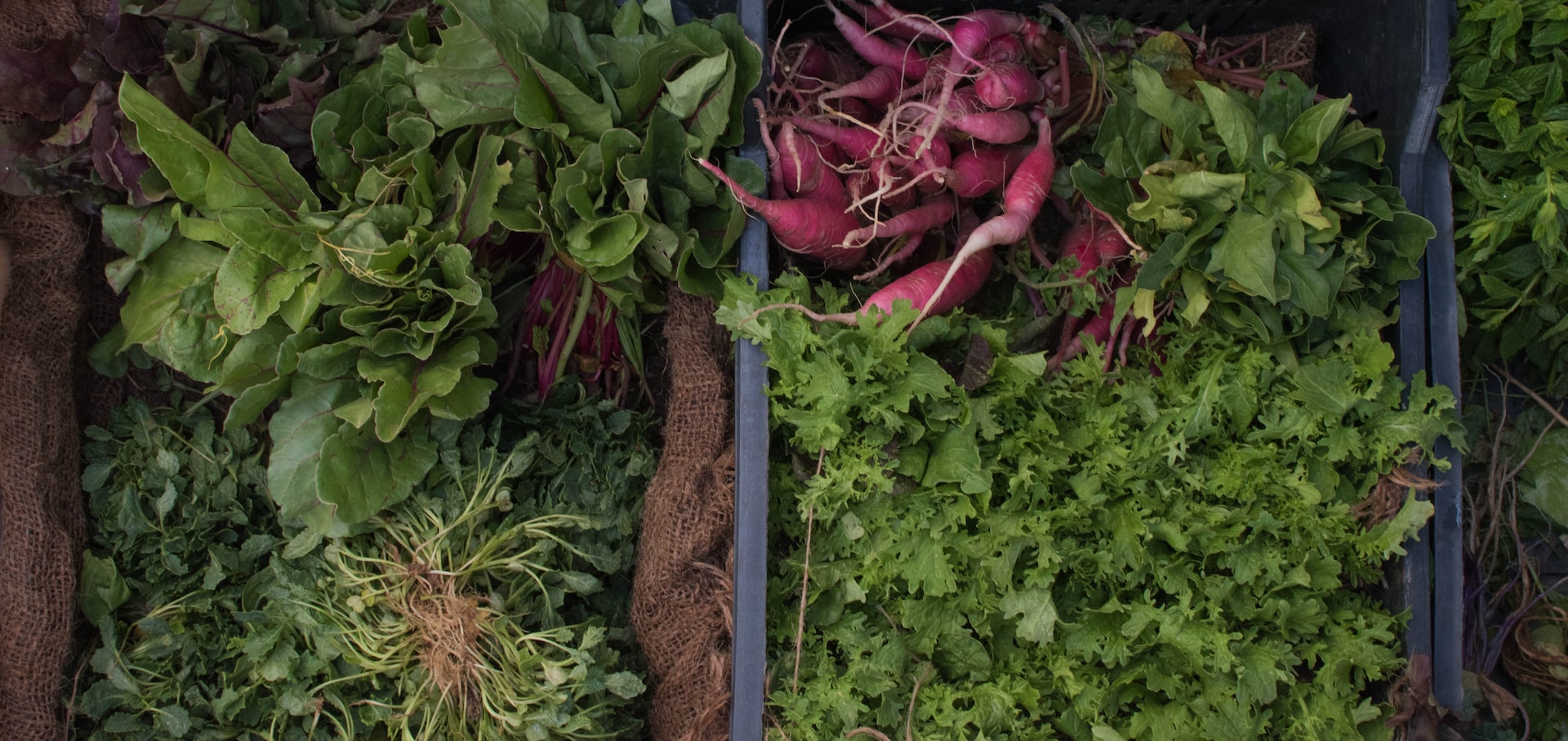 Hydroponic Vegetables