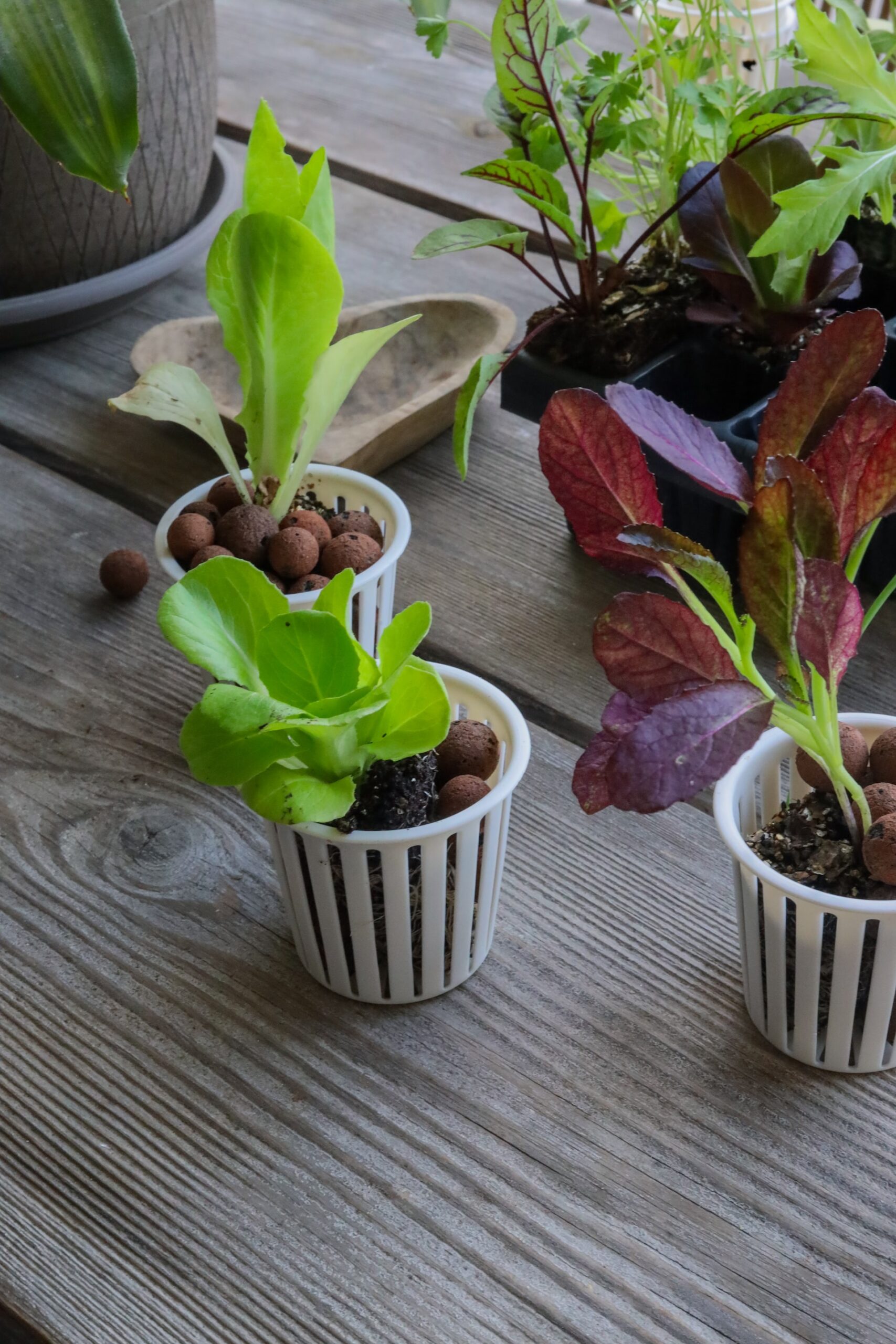 Hydroponic garden