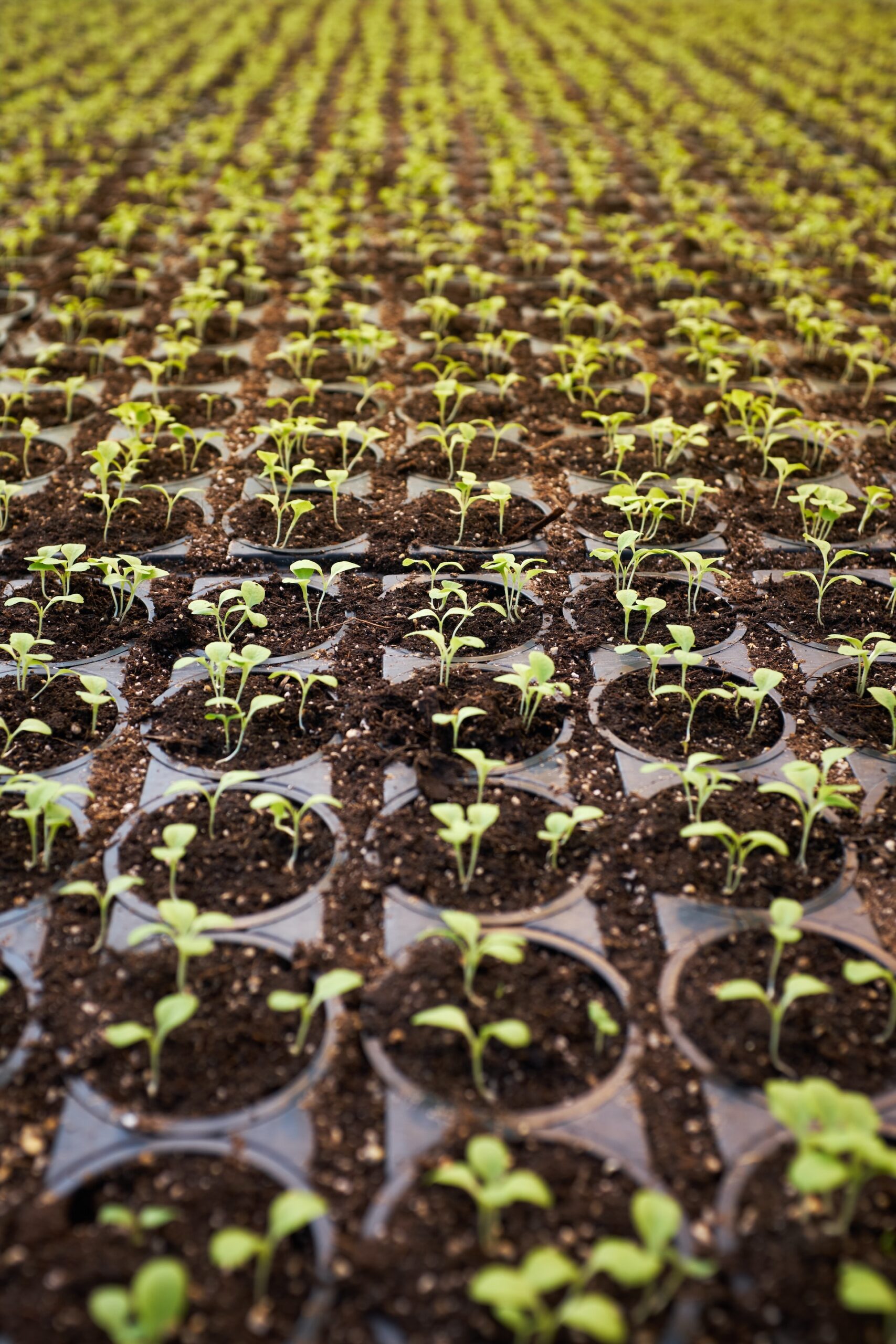 Hydroponic plants