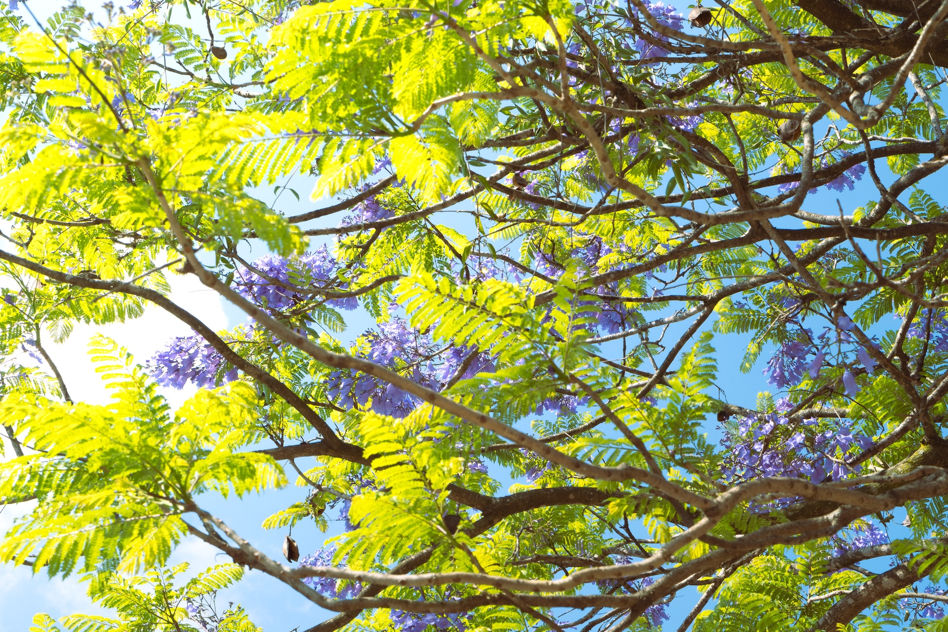 Lush hydroponics garden
