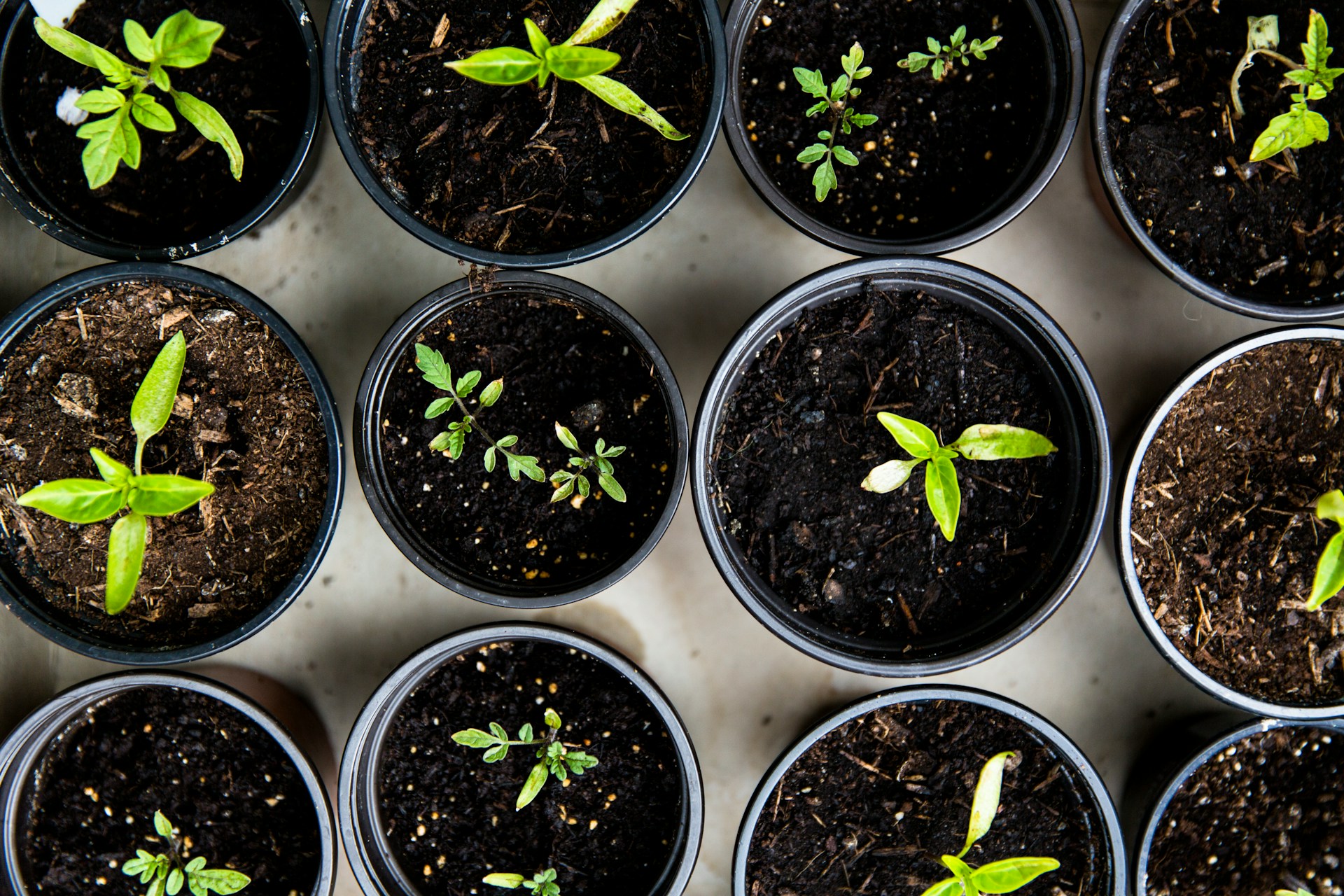 NFT system garden