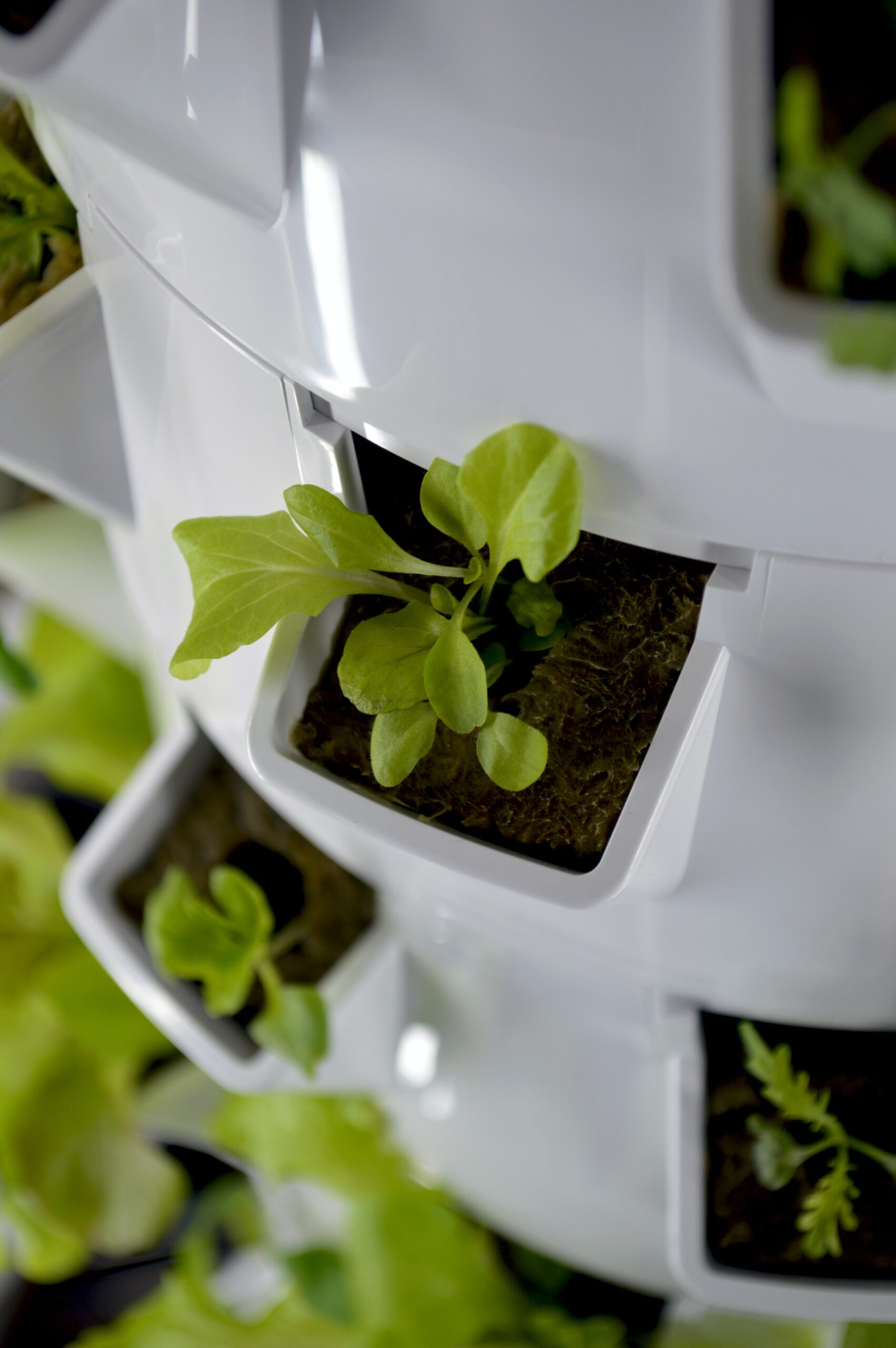 Vertical hydroponic garden